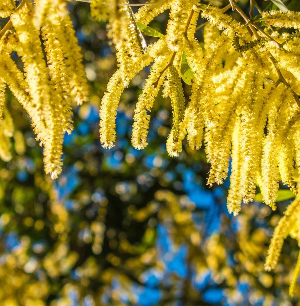 Acacia catechu – Livbio