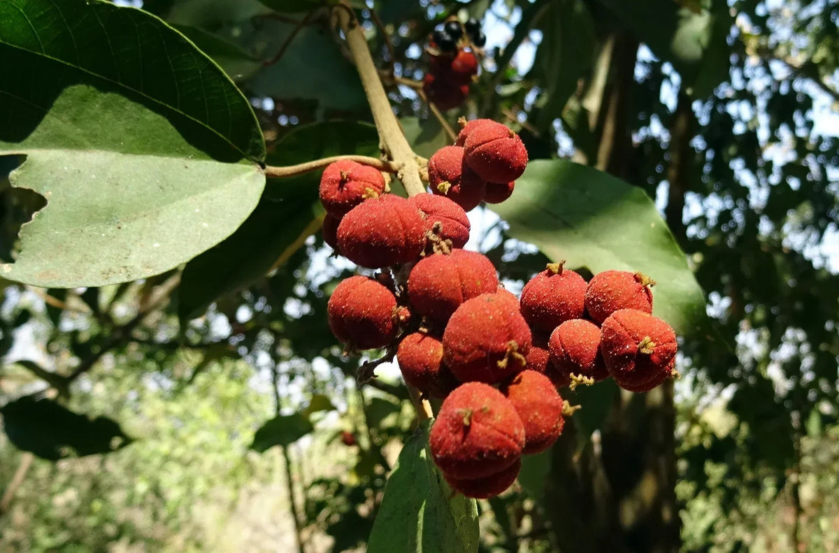 Takela Tree Kamala Tree – Livbio