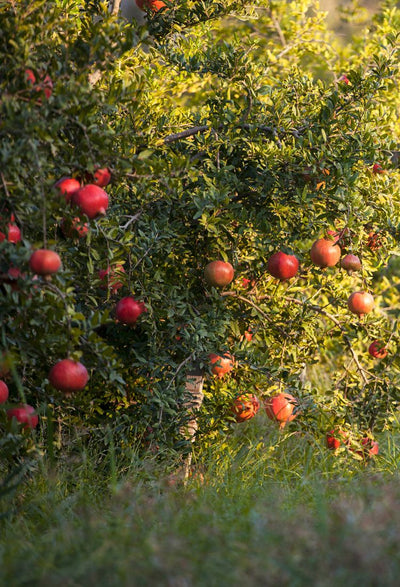 2. Growing of natural plants